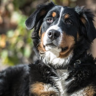 Vacances avec votre animal de compagnie